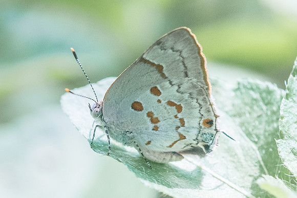 Tmolus echion-5161