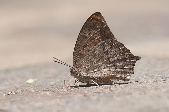 Anaea aidea-5056 - Uxmal - 3/06/18