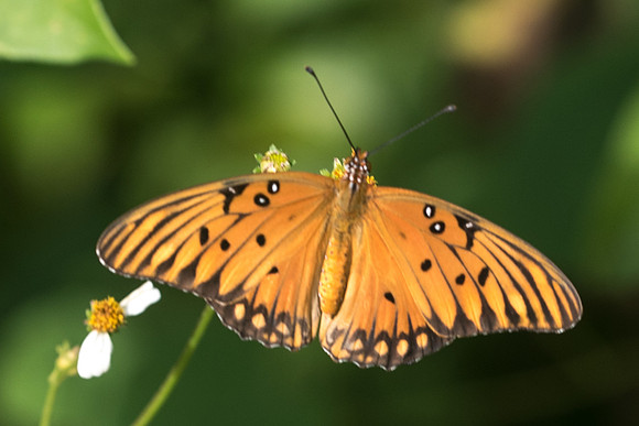 Agraulis vanillae incarnata-4415