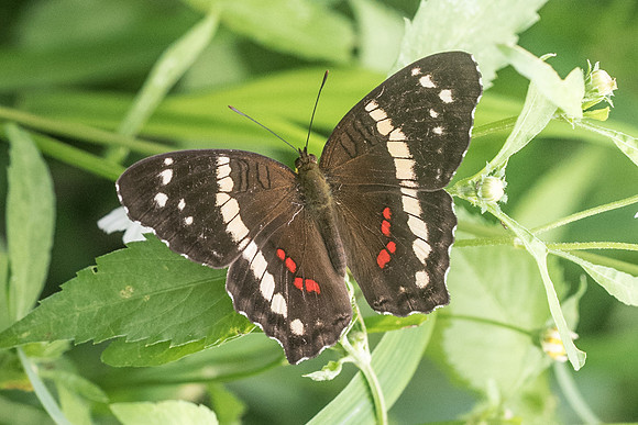 Anartia fatima-4127 - Cancun - 31/05/18