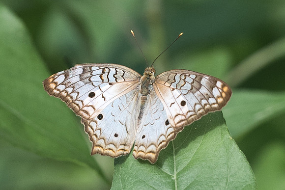 Anartia jatrophae luteipicta-4405