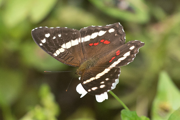 Anartia fatima-4422 - Cancun 1/06/18