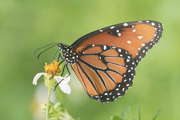 Danaus gilippus-4115 - Cancun - 31/05/18