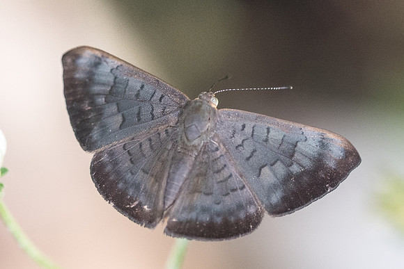Emesis liodes-4159