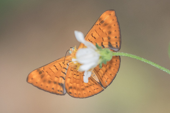 Emesis liodes-4161