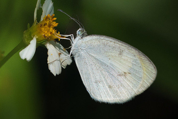 Eurema daira ♀-4069 - Cancun 31/05/18