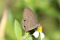 Hermeuptychia sosybius-4122