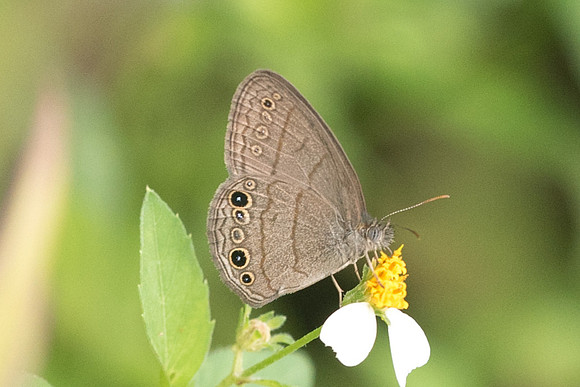 Hermeuptychia sosybius-4122