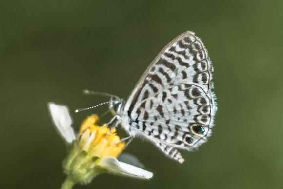 Leptotes cassius-4056