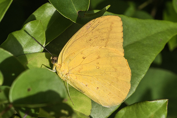 Phoebis agarithe--4174 - Cancun