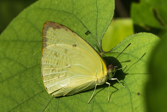 Phoebis sennae-1