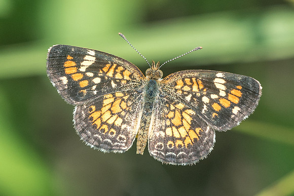 Phyciodes phaon-3572