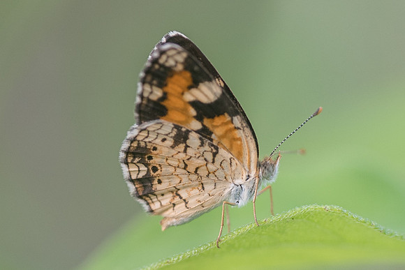 phyciodes phaon-3643