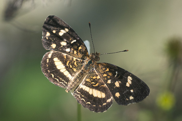 Phyciodes tulcis-3583