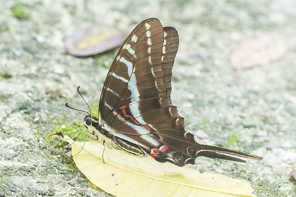 Protographium philolaus-3531 Punta Maroma - 29/05/18