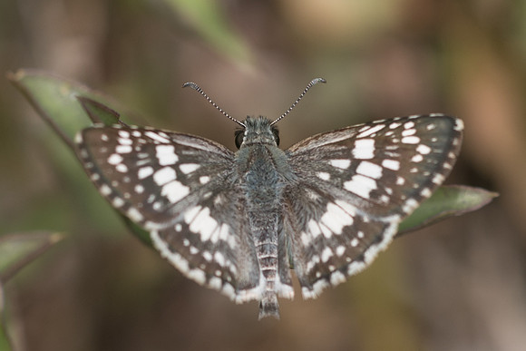 Pyrgus adepta-4875
