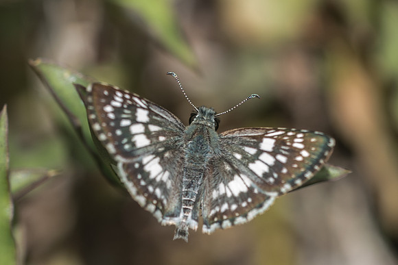 Pyrgus adepta-4876