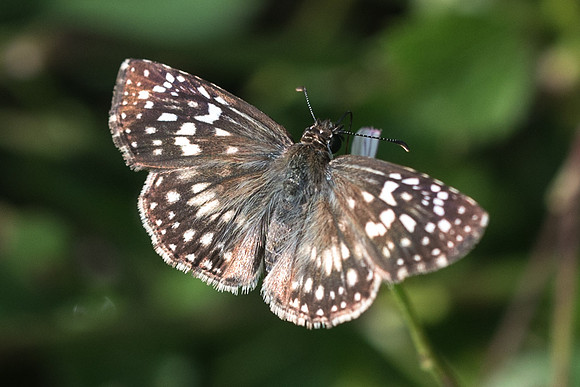 Pyrgus oileus-4409