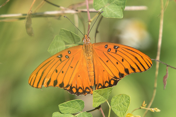 Agraulis vanillae-3301