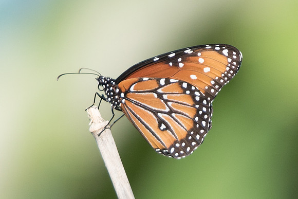 danaus gilippus-3284 - Hacienda scarette - 28/05/18
