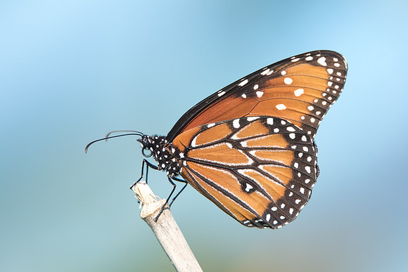 danaus gilippus-3292 - Hacienda scarette - 28/05/18