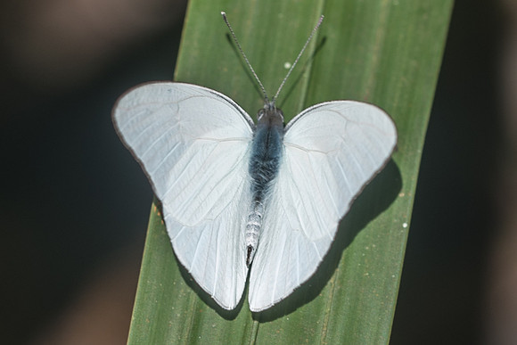 Glutophrissa drusilla-3148