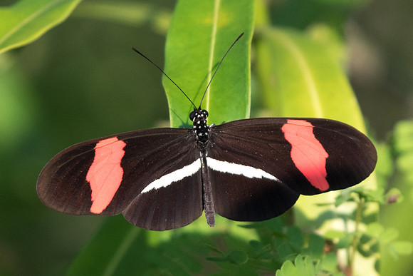 Heliconius erato petiverana-3258