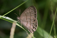 Hermeuptychia sosybius-3137 - Coba - 27/05/18