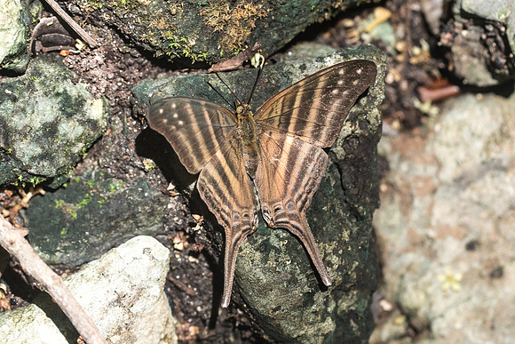 Marpesia chiron - 3162