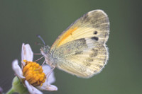 Nathalis iole-3424