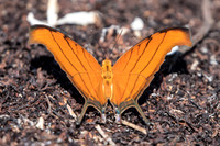 Marpesia petreus-3311  Tulum Hacienda scarette - 28/05/18
