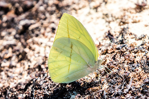 Rhabdodryas trite-3322