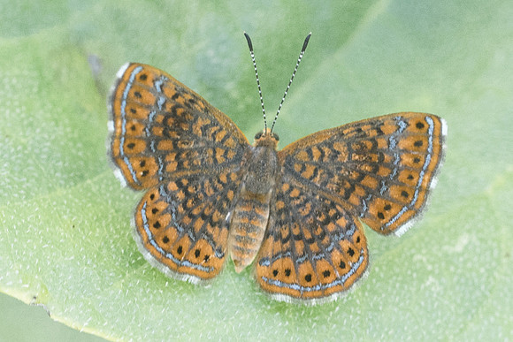 Calephelis sp-3062