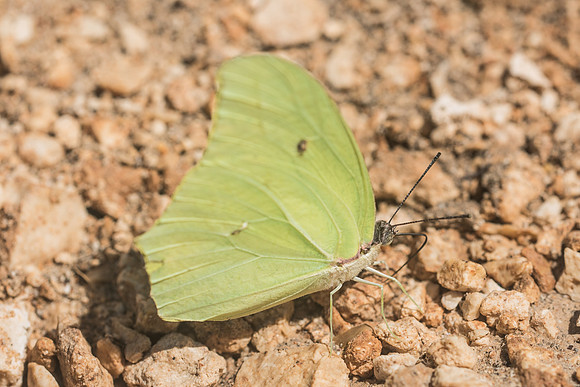 Anteos maerula-2985 - Tuum - 27/05/18
