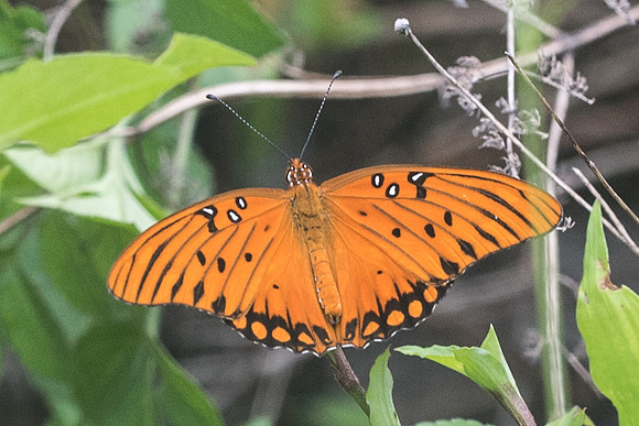Agraulis vanillae-2791