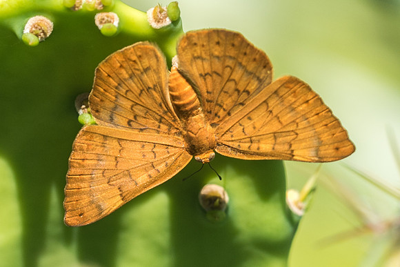 Emesis vulpina (F)-3055