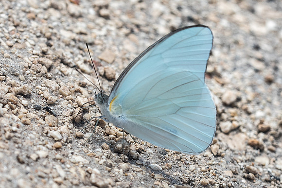 Glutophrissa drusilla-3043 - Tulum
