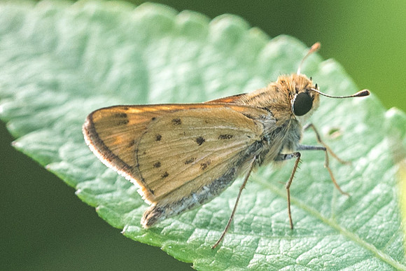 Hylephila phyleus-2913
