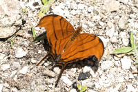 Marpesia petreus-2817 - Akumal - 26/05/18
