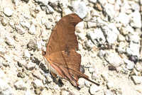Marpesia petreus-2826