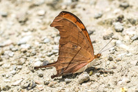 Marpesia petreus-2831