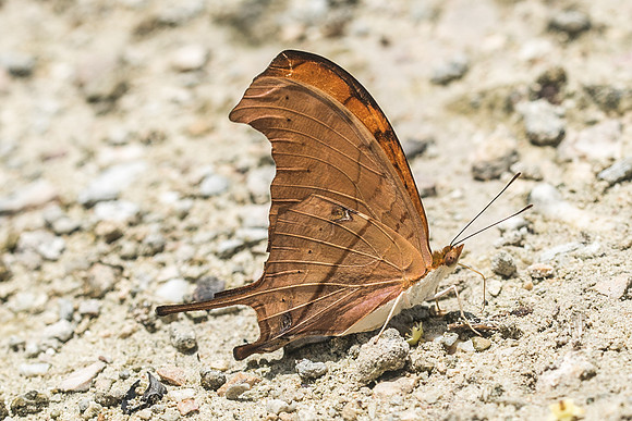 Marpesia petreus-2831