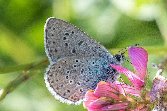 Maculinea alcon-7482 - Termignon - 15/07/22