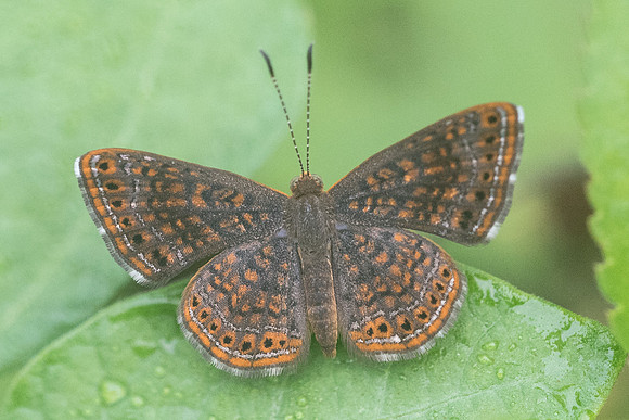 Calephelis sp-2692