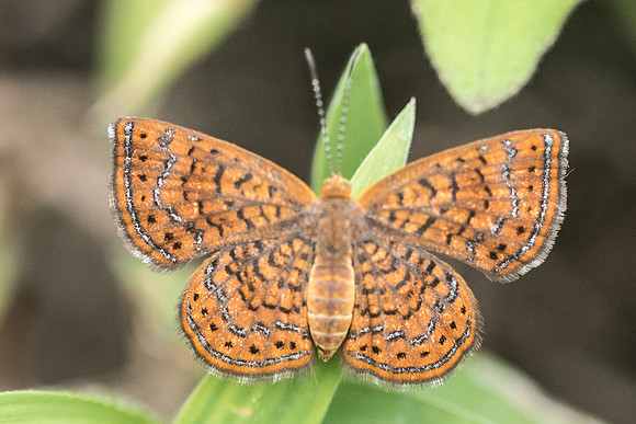 Calephelis sp-1453