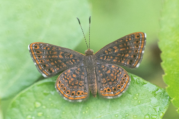 Calephelis sp-2694