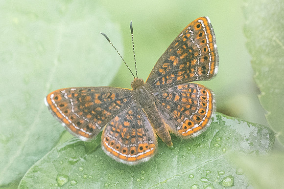 Calephelis sp-2690