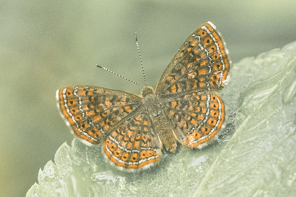 Calephelis clenchi-2728