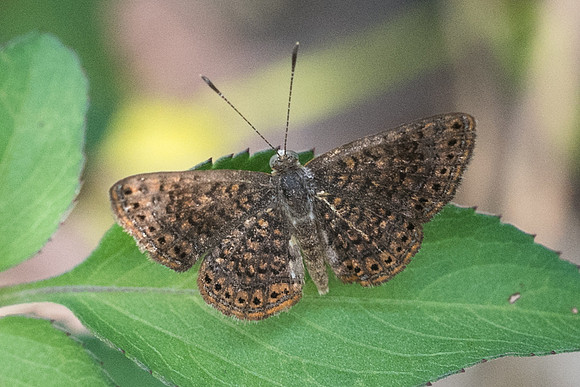 Calephelis sp-2880
