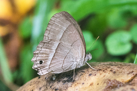 Cissia similis-1701